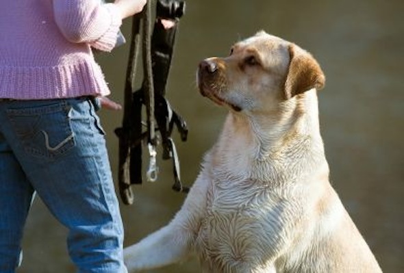 What's In An Obedience Command?