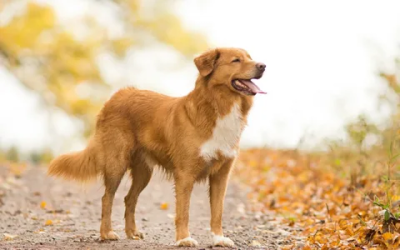 The Importance of Follow-up Lessons After Boarding and Training Your Dog